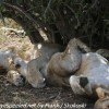Tanzania-Day-Ten-Serengeti-lion-family-under-10-of-24