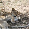 Tanzania-Day-Ten-Serengeti-lion-family-under-11-of-24