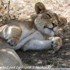 Tanzania-Day-Ten-Serengeti-lion-family-under-12-of-24