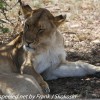 Tanzania-Day-Ten-Serengeti-lion-family-under-13-of-24