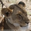 Tanzania-Day-Ten-Serengeti-lion-family-under-14-of-24