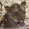 Tanzania-Day-Ten-Serengeti-lion-family-under-15-of-24