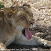 Tanzania-Day-Ten-Serengeti-lion-family-under-17-of-24