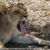 Tanzania-Day-Ten-Serengeti-lion-family-under-18-of-24