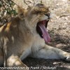 Tanzania-Day-Ten-Serengeti-lion-family-under-19-of-24