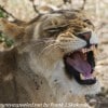 Tanzania-Day-Ten-Serengeti-lion-family-under-20-of-24