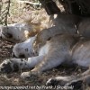 Tanzania-Day-Ten-Serengeti-lion-family-under-4-of-24
