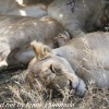 Tanzania-Day-Ten-Serengeti-lion-family-under-5-of-24