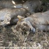 Tanzania-Day-Ten-Serengeti-lion-family-under-6-of-24