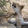 Tanzania-Day-Ten-Serengeti-lion-family-under-7-of-24