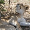 Tanzania-Day-Ten-Serengeti-lion-family-under-8-of-24
