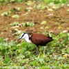 Tanzania-Day-Tweleve-Lake-Mnayara-birds-11-of-40