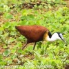 Tanzania-Day-Tweleve-Lake-Mnayara-birds-12-of-40
