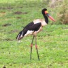 Tanzania-Day-Tweleve-Lake-Mnayara-birds-15-of-40