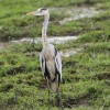 Tanzania-Day-Tweleve-Lake-Mnayara-birds-19-of-40