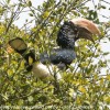 Tanzania-Day-Tweleve-Lake-Mnayara-birds-2-of-40