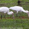 Tanzania-Day-Tweleve-Lake-Mnayara-birds-8-of-40