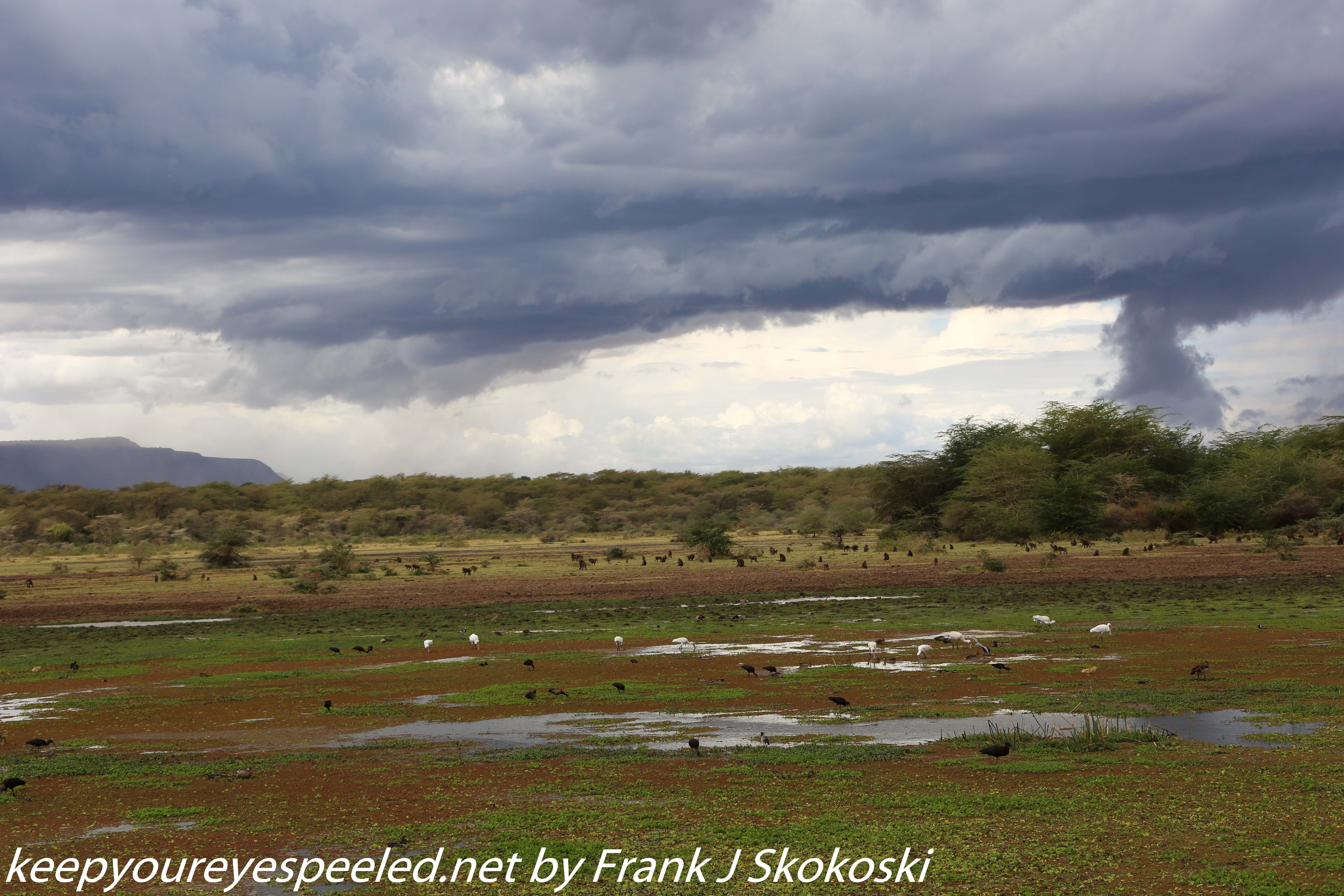 Tanzania-Day-Tweleve-Lake-Manyara-drive-30-of-50
