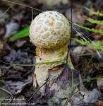 Tobyhanna State Park flora and mushrooms 