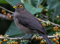 Trinidad-Day-Three-afternoon-verenda-birds-1-of-29
