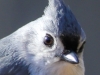 tufted titmouse 3 (1 of 1).jpg