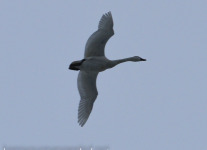 tundra swan (1 of 1).jpg
