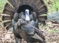 turkey 6 (1 of 1).jpg