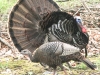 turkey 2 (1 of 1).jpg