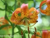 PPl Wetlands turk's cap lilies (2 of 2).jpg
