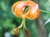 PPl Wetlands turk's cap lily 113 (1 of 1).jpg