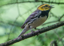 Tuscarora-birds-10-of-19