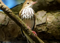 Tuscarora-birds-1-of-36