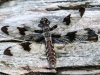 Backyard and valmot dragonfly (1 of 1).jpg