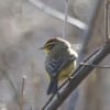 walnutport-hike-birds-14-of-28