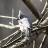 walnutport-hike-birds-15-of-28