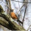 walnutport-hike-birds-18-of-28