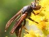 macro hike wasp 106 (1 of 1)