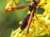 macro hike wasp 108 (1 of 1)