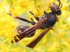 macro hike wasp 111 (1 of 1)