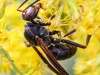 macro hike wasp 112 (1 of 1)