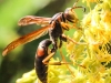 macro hike wasp  124 (1 of 1)