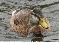 Weissport canal birds  (1 of 33)