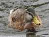 Weissport canal birds  (1 of 33)