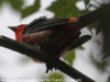 Weissport canal birds  (10 of 33)