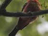 Weissport canal birds  (13 of 33)