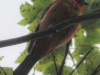 Weissport canal birds  (14 of 33)