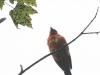Weissport canal birds  (15 of 33)