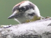 Weissport canal birds  (16 of 33)