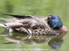 Weissport canal birds  (2 of 33)