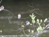 Weissport canal birds  (27 of 33)